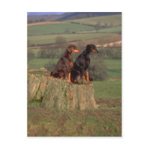 Darling Dog and Puppy Photos Cards, Postage, Gifts Post Cards