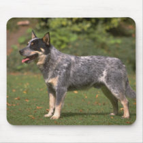 Darling Dog Photos Cards, Gifts - Customize mousepads