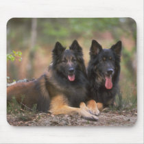 Darling Dog Photos Cards, Gifts - Customize mousepads
