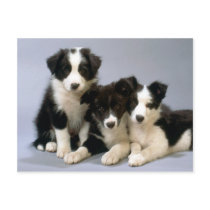 Darling Dog, Puppy Photos Cards, Gifts - Customize postcards by designsbydandy Darling Dog, Puppy Photos Cards, Gifts - Customize postcards