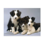 Darling Dog, Puppy Photos Cards, Gifts - Customize postcards