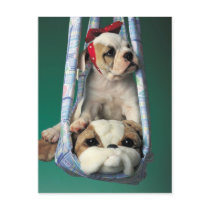 Darling Little Bulldog Puppy Post Card