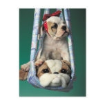 Darling Little Bulldog Puppy Post Card