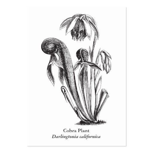 Darlingtonia californica, Carnivorous Plant Business Card (back side)