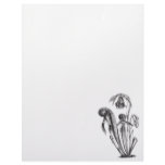 Darlingtonia californica, Carnivorous Plant Letterhead Template