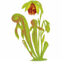 Darlingtonia californica, Carnivorous Plant photo sculptures