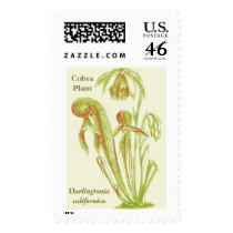 Darlingtonia californica, Carnivorous Plant postage