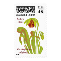 Darlingtonia californica, Carnivorous Plant postage