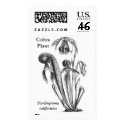 Darlingtonia californica, Carnivorous Plant postage