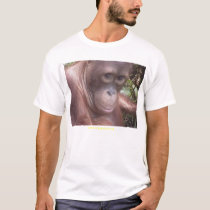 darwin the orangutan t-shirts by yoinkze darwin the orangutan t-shirts