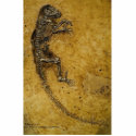 Darwinius masillae photo sculptures by Darwinius Darwinius masillae photo sculptures