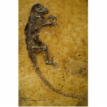 Darwinius masillae photo sculptures by Darwinius Darwinius masillae photo sculptures