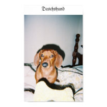 Daschshund posters