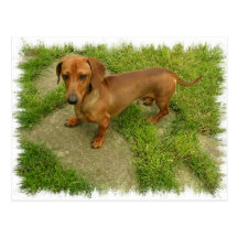 Daschund Horizontal Postcard
