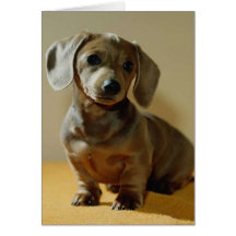 Daschund note cards