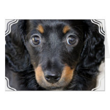 Daschund Puppy Dog Greeting Card