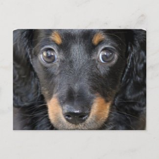 Daschund Puppy Dog Postcard postcard