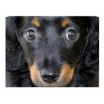 Daschund Puppy Dog Postcard postcards