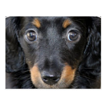 Daschund Puppy Dog Postcard