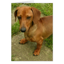 Daschund  Vertical Greeting Card