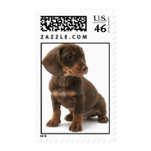 Dashchund Puppy Dog Postage Stamp