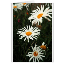 Dasiy Days cards