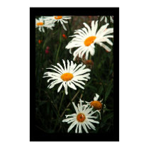 Dasiy Days posters