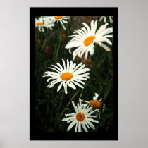Dasiy Days Posters