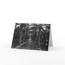 Date Palm Grove during Irrigation, 1966 cards