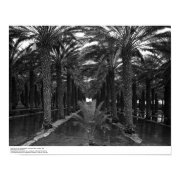 Date Palm Grove during Irrigation, 1966 print