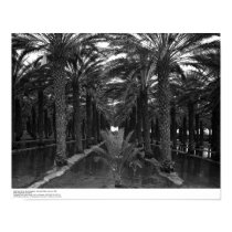 Date Palm Grove during Irrigation, 1966 posters by ucrcmp Date Palm Grove during Irrigation, 1966 posters