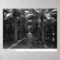 Date Palm Grove during Irrigation, 1966 Print