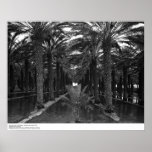 Date Palm Grove during Irrigation, 1966 Print