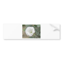 Datura Bumper Sticker