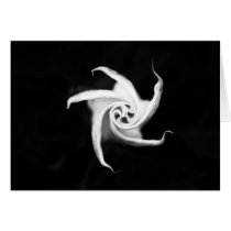 Datura Card by sweetnessphotography Datura Card