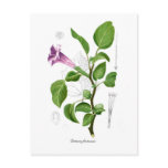Datura fastuosa post cards