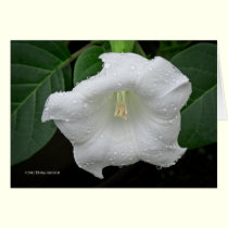 Datura in the Morning cards