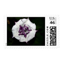 Datura Metal Stamp stamps