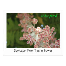 Davidson Plum Tree in flower Postcard