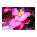 Davis Petals PA030484 posters by JLaPlante Davis Petals PA030484 posters