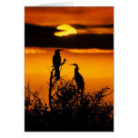 Dawn at Everglades National Park - Anhingas Greeting Cards