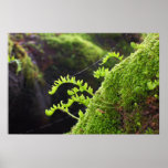 Dawn on Spiderweb in Maple & Fern Print