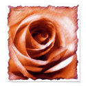 Dawn Rose posters by Sea_Dreamer Dawn Rose posters