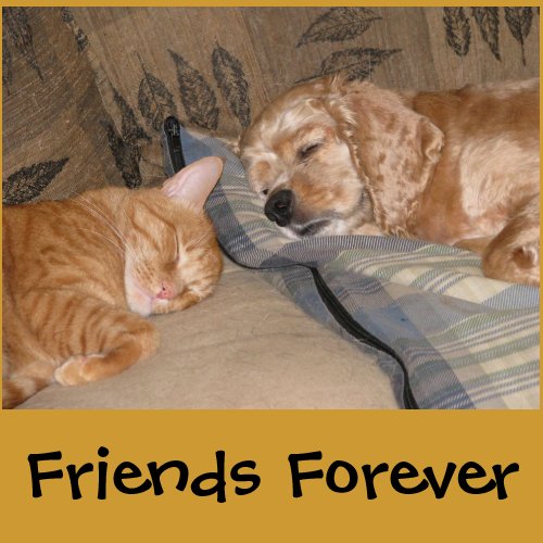 Dax and Chance Share bag
