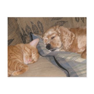 Dax and Chance Share postcard