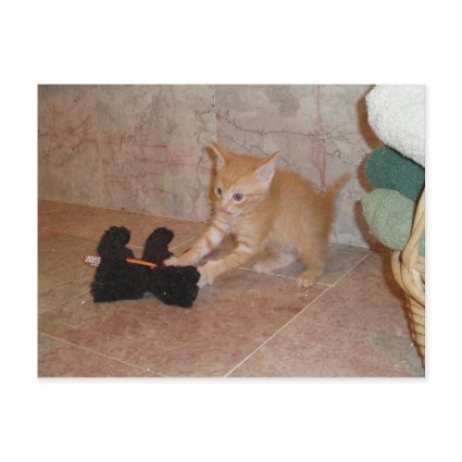 Dax Attack Kitten postcard