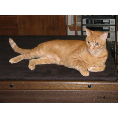 Dax Cat Lounging print