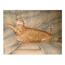 Dax Cat Napping Postcard