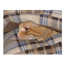 Dax Cat Pillow Sandwich Post Cards