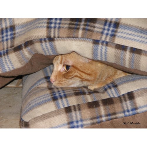 Dax Cat Pillow Sandwich print